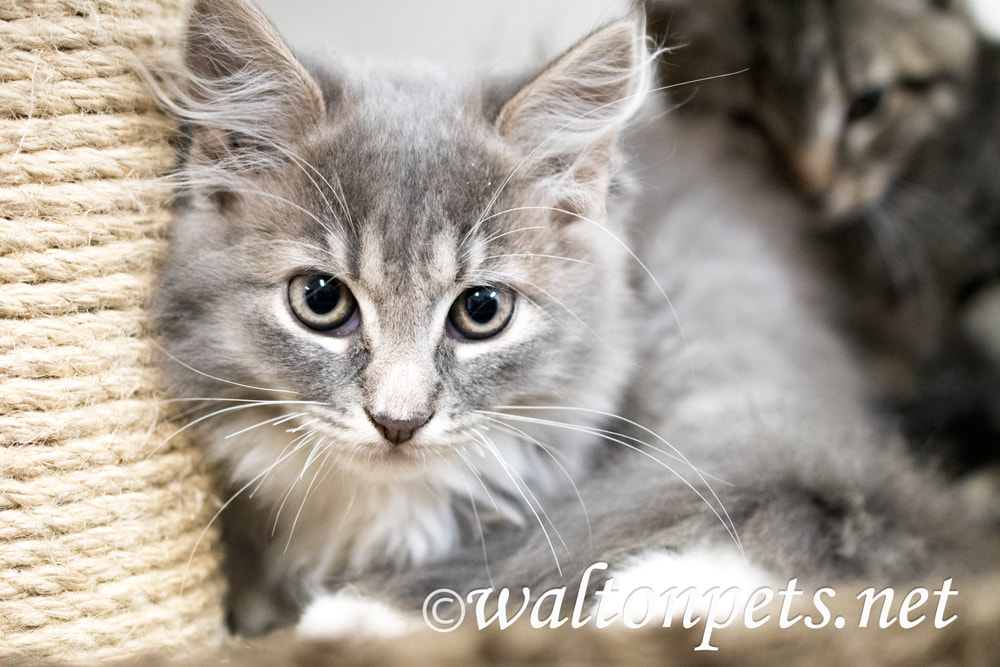 Fluffy grey tabby female kitten adoption photo Picture