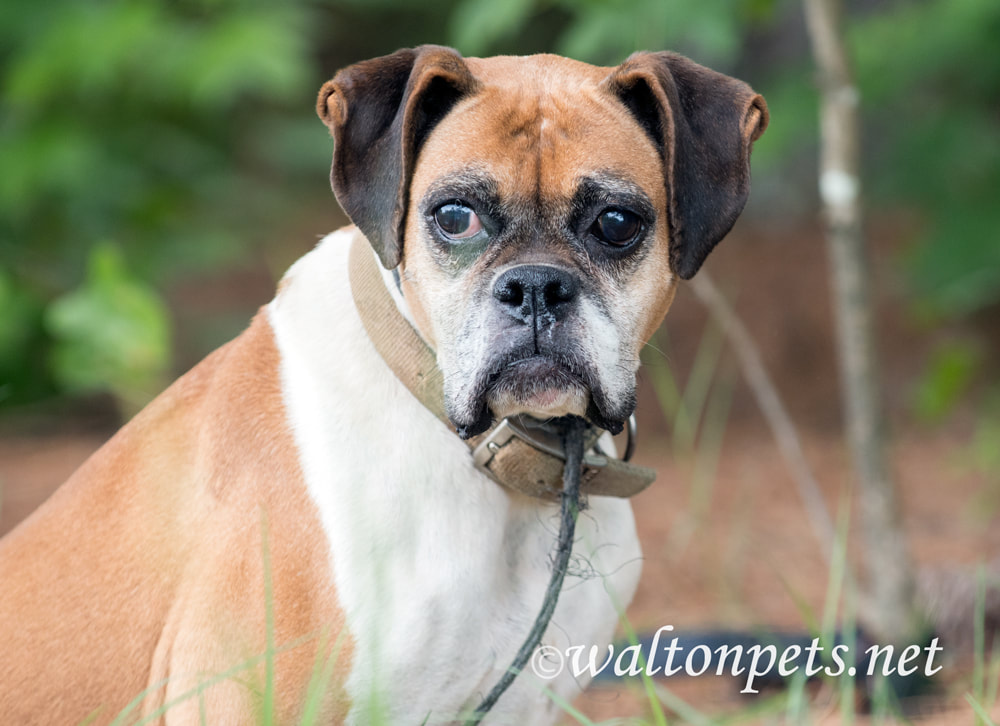 Senior female Boxer dog with cloudy eye cataract pet adoption photo Picture
