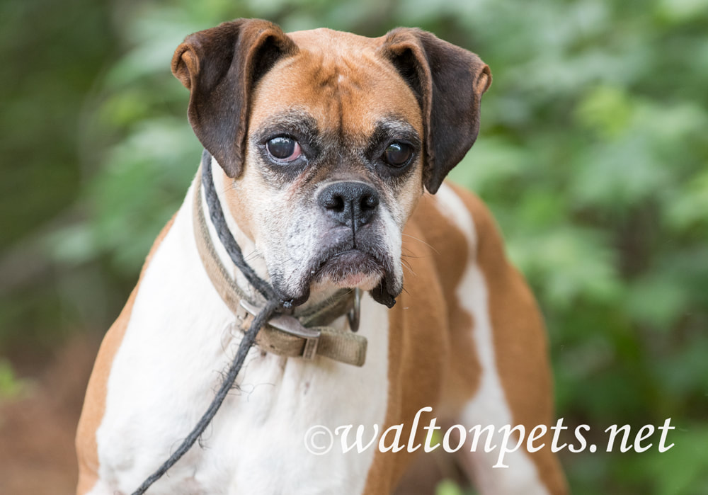 Senior female Boxer dog with cloudy eye cataract pet adoption Picture
