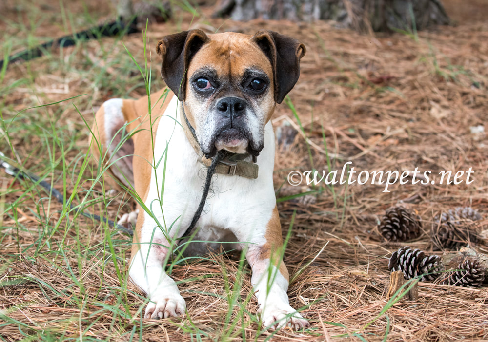 Senior female Boxer dog laying down on leash Picture