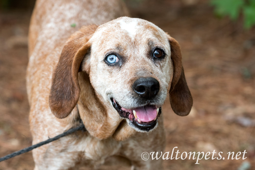 Happy Redtick Coonhound with one blue eye and floppy ears Picture