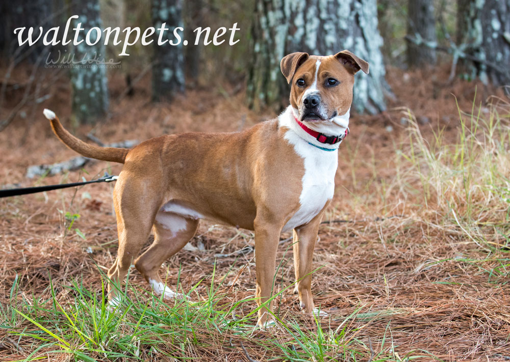 Boxer mixed breed dog with red collar outdoors on leash Picture