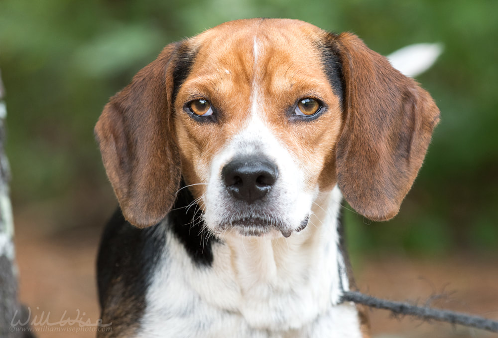 Rabbit hunting Beagle hound dog with floppy ears Picture