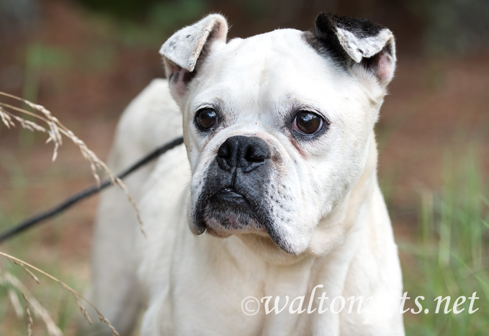 White Boxer Bulldog mixed breed dog with docked tail Picture