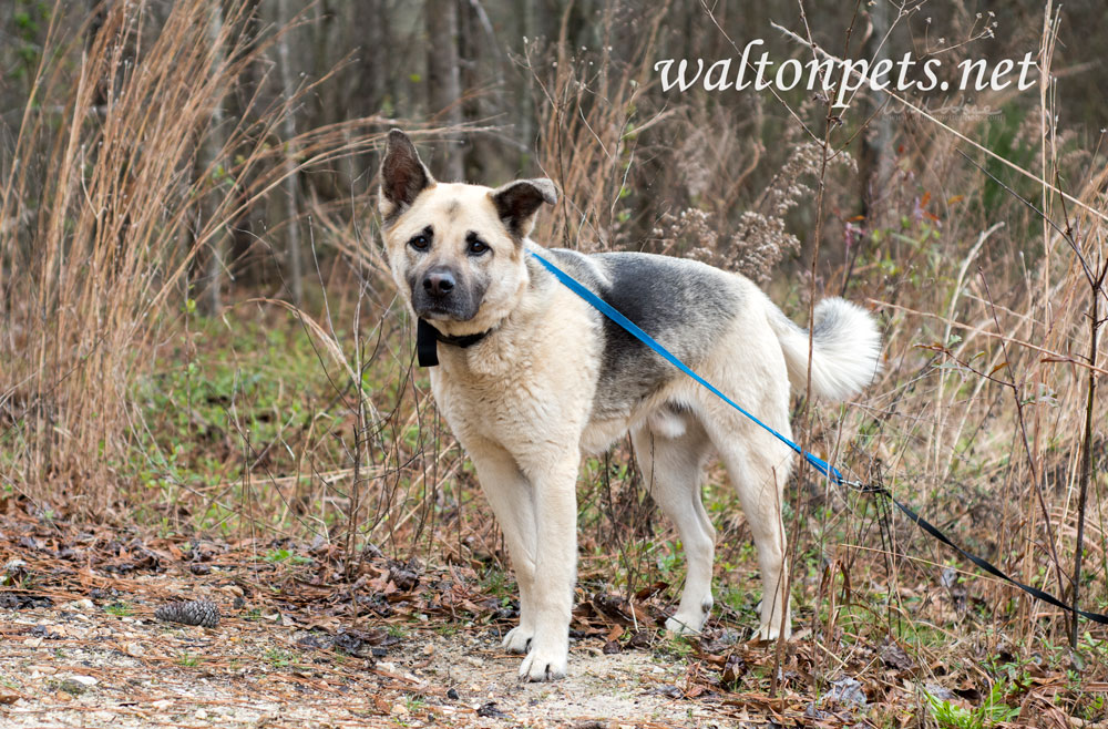 	German Shepherd mixed breed dog outside on leash Picture