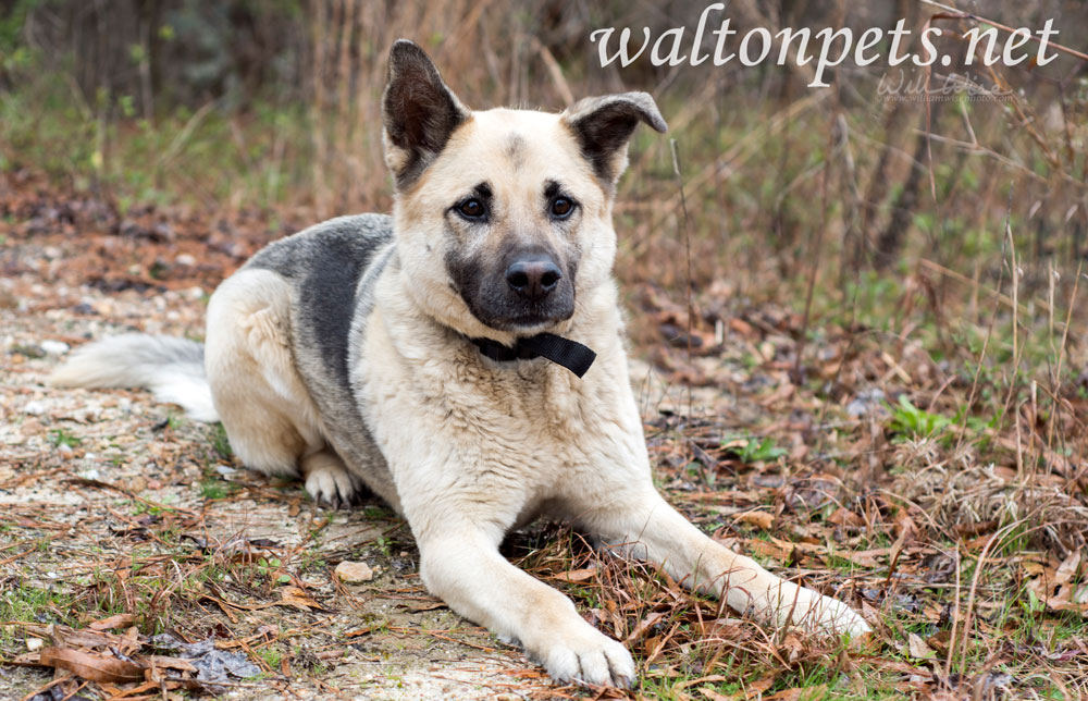 German Shepherd mixed breed dog laying down Picture