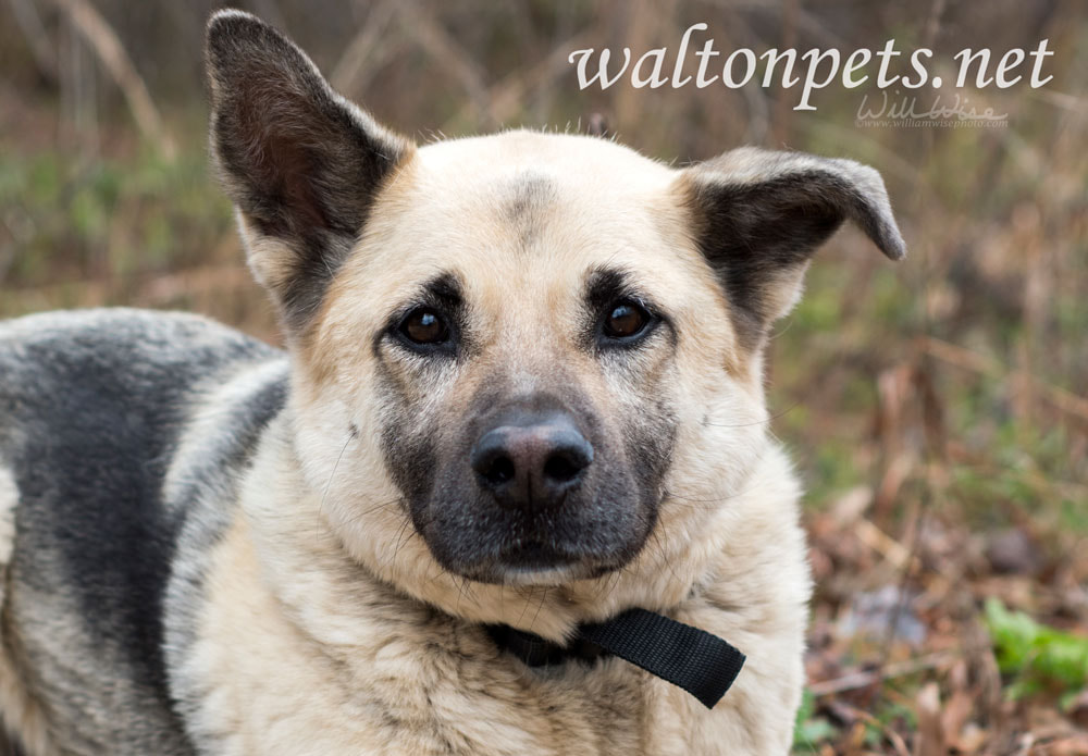 	German Shepherd mixed breed dog adoption photo Picture