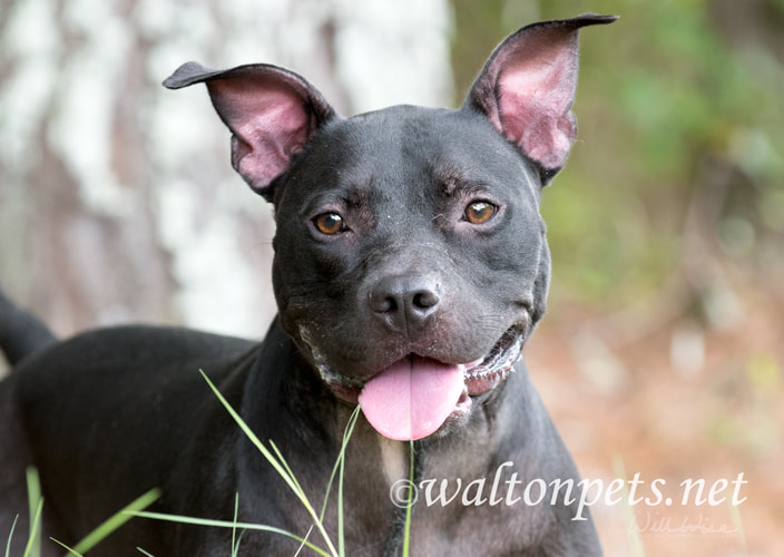 Happy black pitbull dog with pointy ears and panting tongue Picture