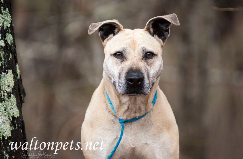 Old tan Pitbull mixed breed dog outside on leash Picture