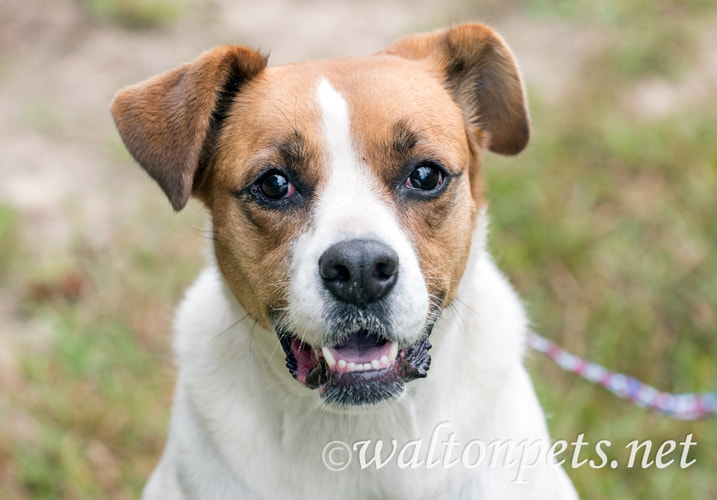White and brown mix breed mutt dog adoption photography Picture