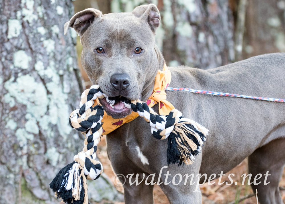 Pitbull with rope dog toy Picture