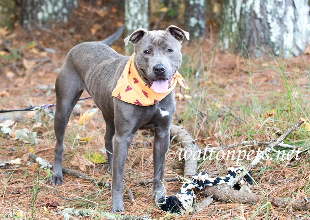 Happy blue Pit Bull Terrier bulldog with bandana collar Picture