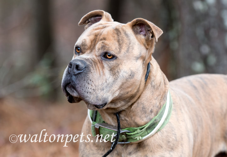 Portrait of large brindle male Bulldog Pitbull Presa Canario Mastiff mix breed dog with collar and big head Picture