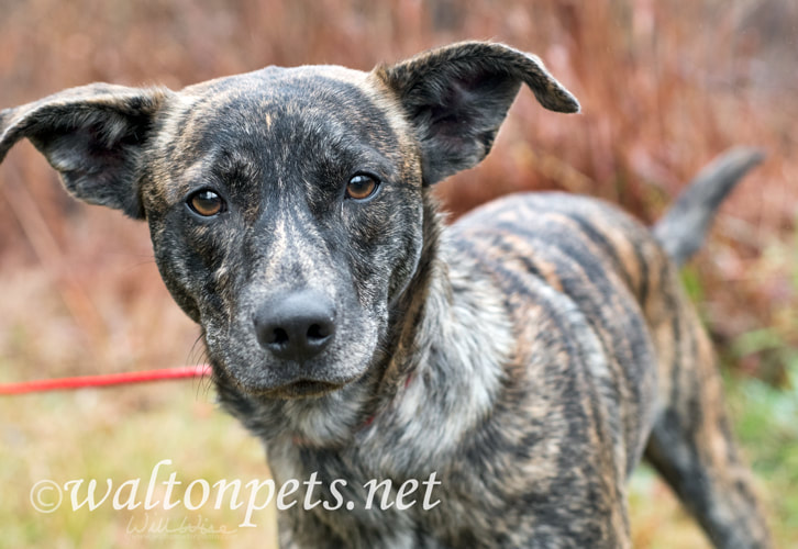 Brindle Dutch Shepherd Terrier Whippet mix dog outside on leash Picture