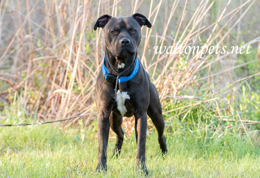 Black Pitbull dog with blue collar Picture