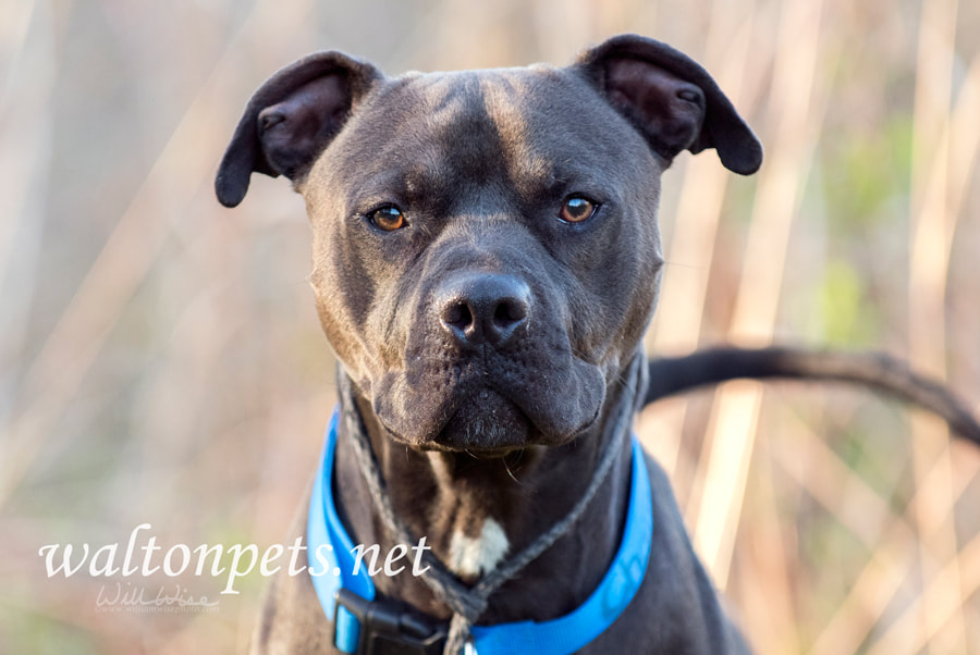 Black Pitbull dog with blue collar Picture