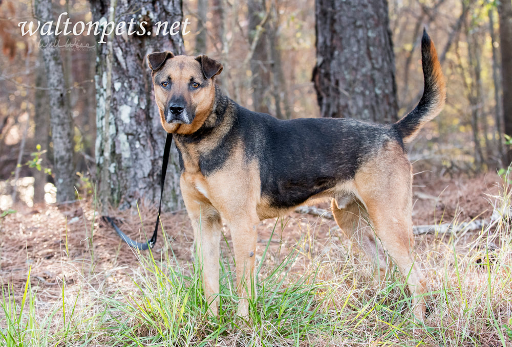 Older German Shepherd mix dog wagging tail Picture
