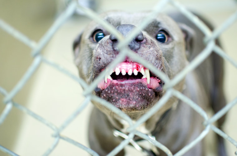 Vicious Pitbull dog behind fence in dog pound Picture