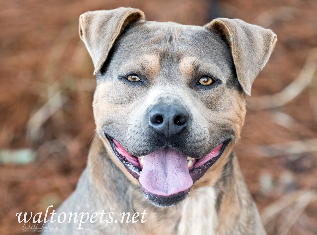 Happy Pit Bull Terrier dog with panting tongue Picture
