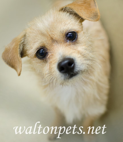 Cute tiny tan terrier dog tilting head at camera Picture