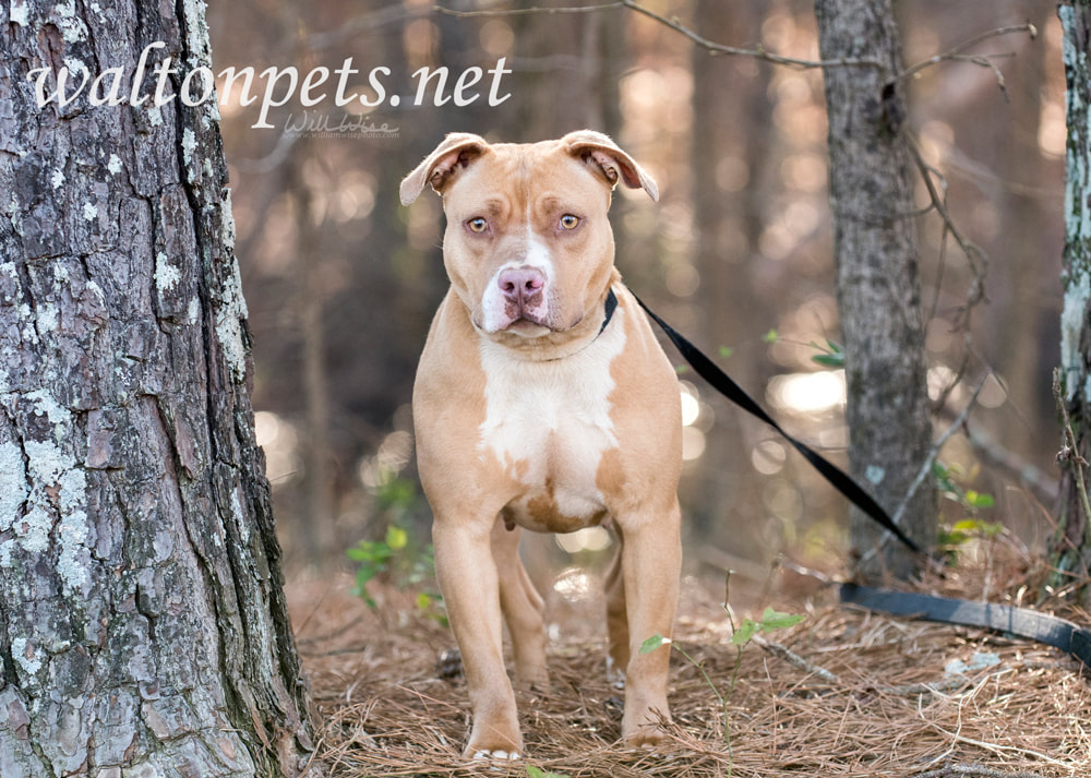 Tan and white rednose American Pitbull Terrier dog Picture