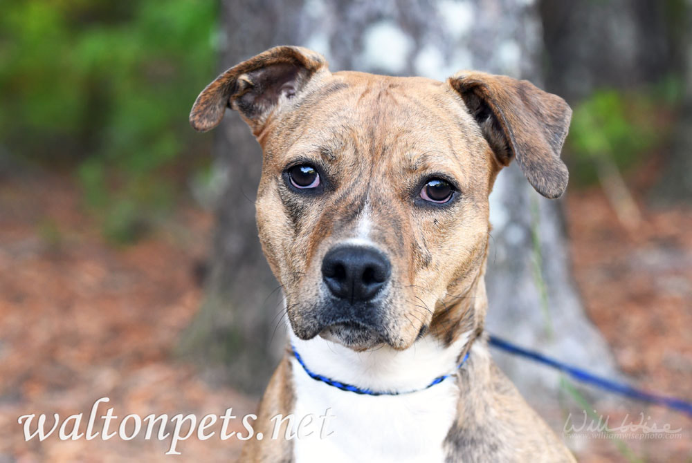 Cute Pitbull hound mix breed dog adoption rescue photo Picture