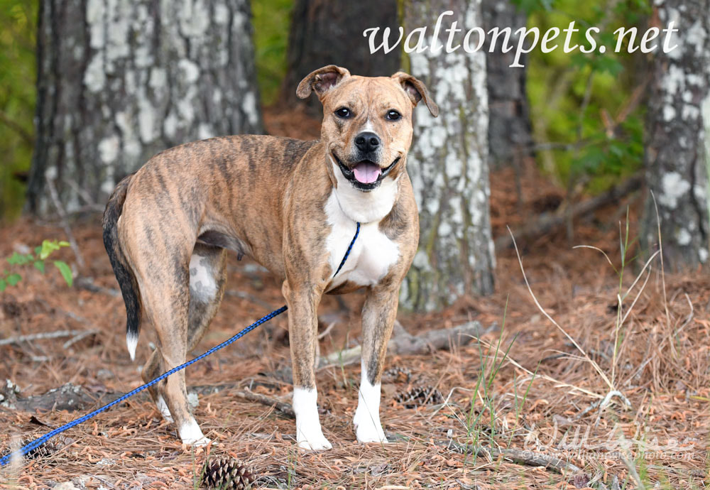 Happy panting Pitbull hound mix breed dog adoption rescue photo Picture