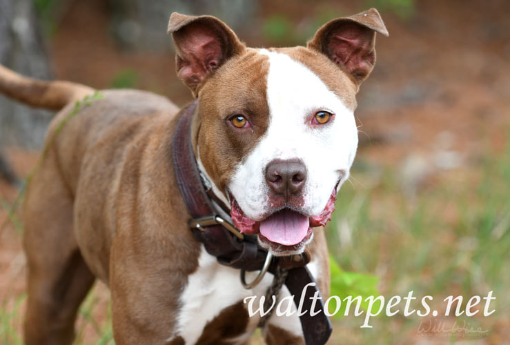 Happy chocolate brown and white male Pitbull bulldog outside with collar and leash Picture