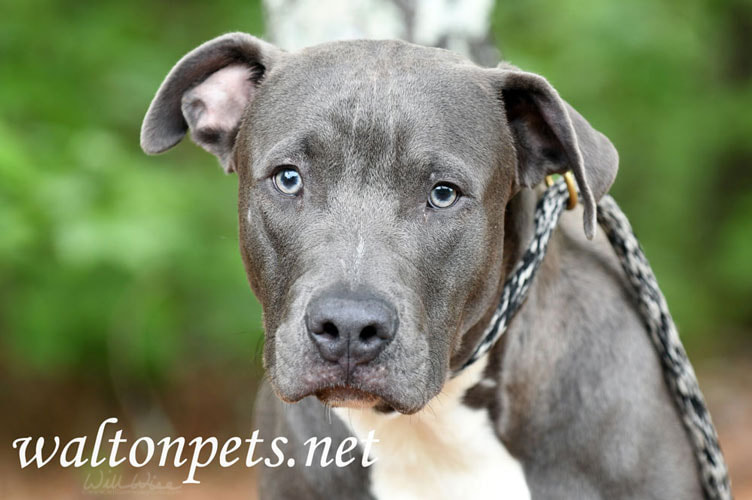 Sad blue Weimaraner Pitbull Lab mix breed dog outside on leash Picture