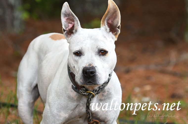 White female bulldog with big pointy ears Picture