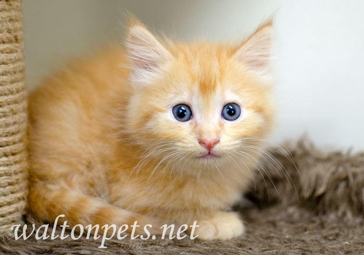 Fluffy orange kitten with blue eyes Picture