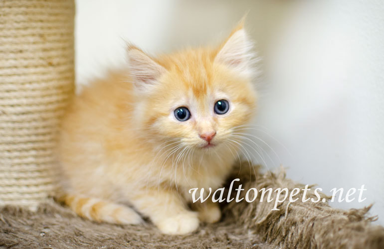 Fluffy orange long hair kitten with blue eyes Picture
