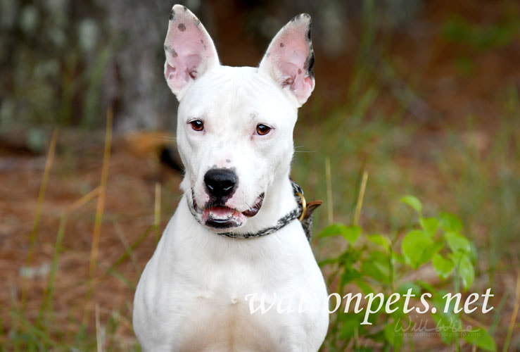 Happy Bull Terrier mix breed dog Picture