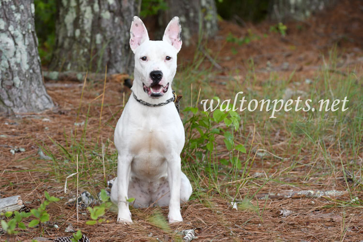 Bull Terrier mix breed dog sitting down outside Picture