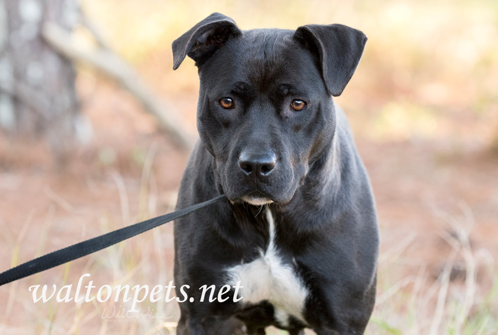 Black Pitbull Labrador mixed breed dog Picture