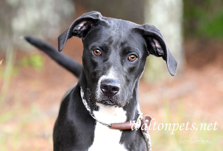 Lab Great Dane mix dog rescue Picture