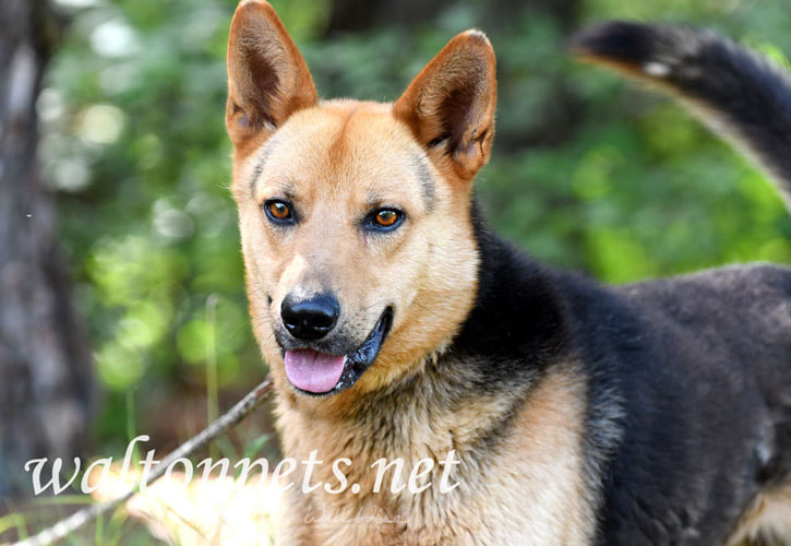 German Shepherd dog outside on leash wagging tail Picture