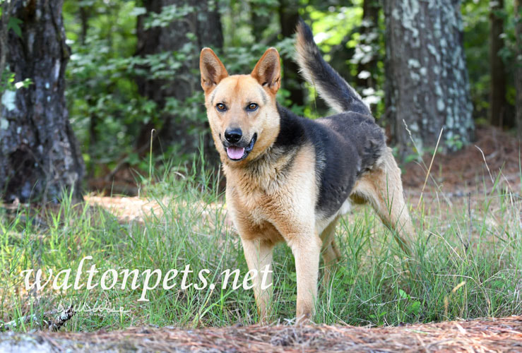 German Shepherd dog outside on leash wagging tail Picture