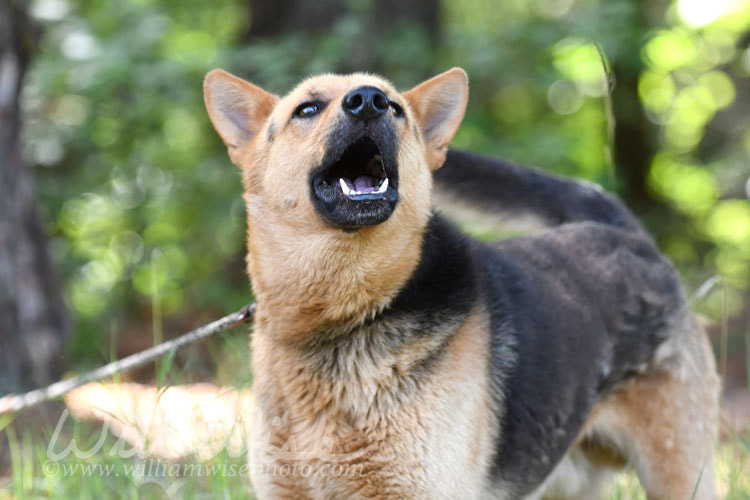 Barking howling German Shepherd dog outside on leash wagging tail Picture
