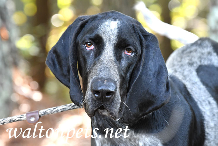 Bluetick Coonhound Picture