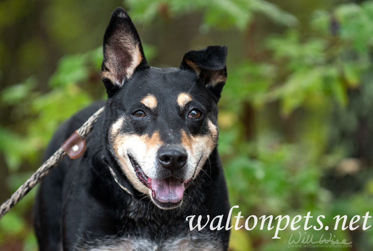 Cattledog Mix Breed Dog Picture