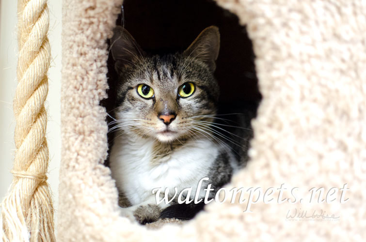 Tabby and white adult cat in hide box cat tree Picture