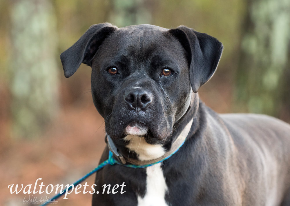 Pitbull Boxer mix breed dog outside with collar and leash Picture