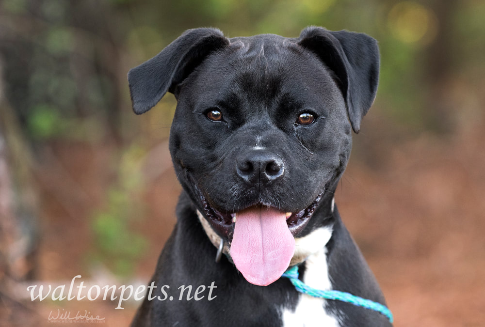 Happy Pitbull Boxer mix breed dog with panting tongue Picture