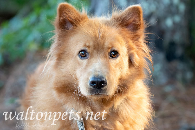 Red Chow Chow mix dog outside on leash Picture