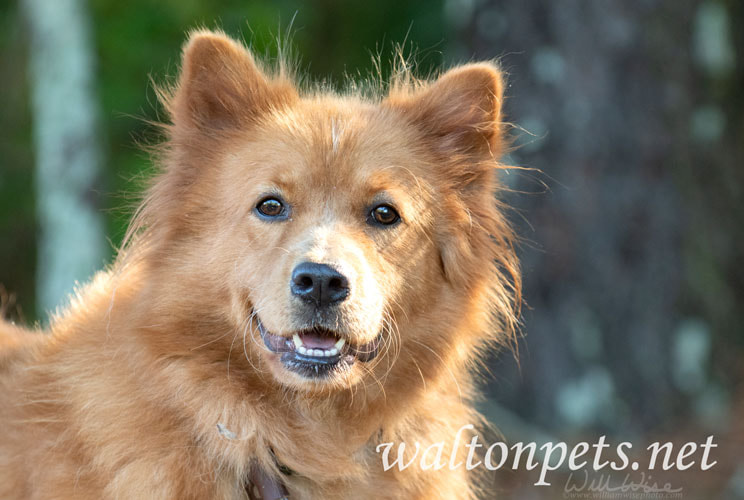 Red Chow Chow Dog Picture