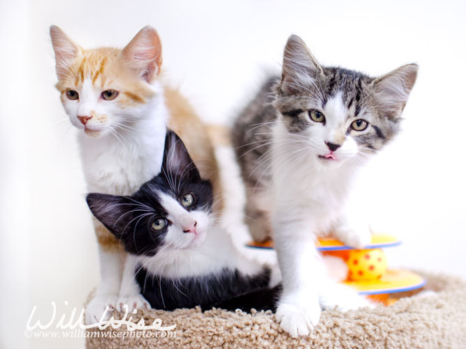 Three Adorable Kittens Picture