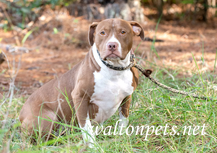 Chocolate and white female Pitbull Terrier outside on leash Picture