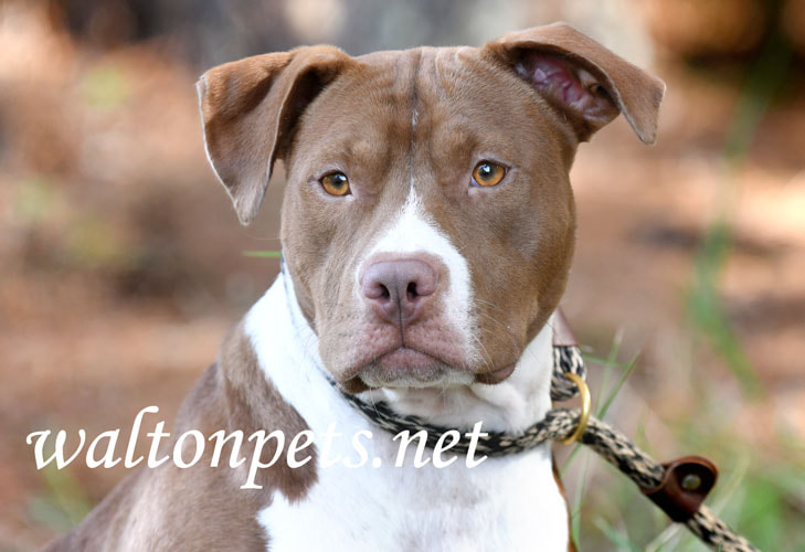 Chocolate Pitbull Dog Adoption Picture