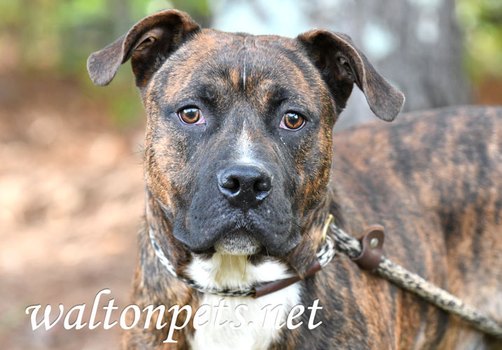 Young brindle male American Pitbull Terrier dog on a leash Picture